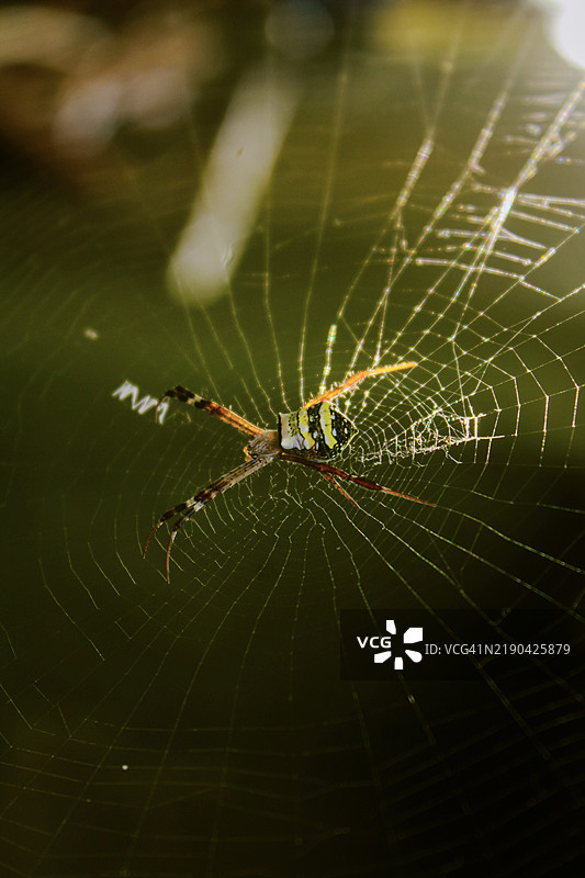 印度泰米尔纳德邦马杜赖的蜘蛛特写与蛛网图片素材