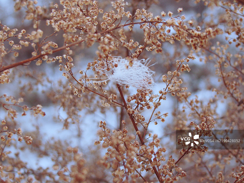 冬季的干枯植物图片素材