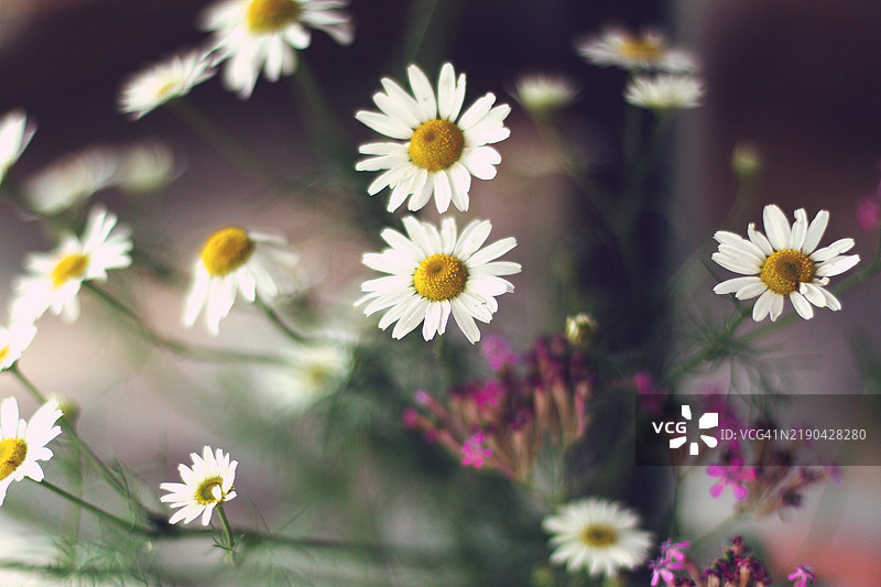 花瓶中的雏菊图片素材