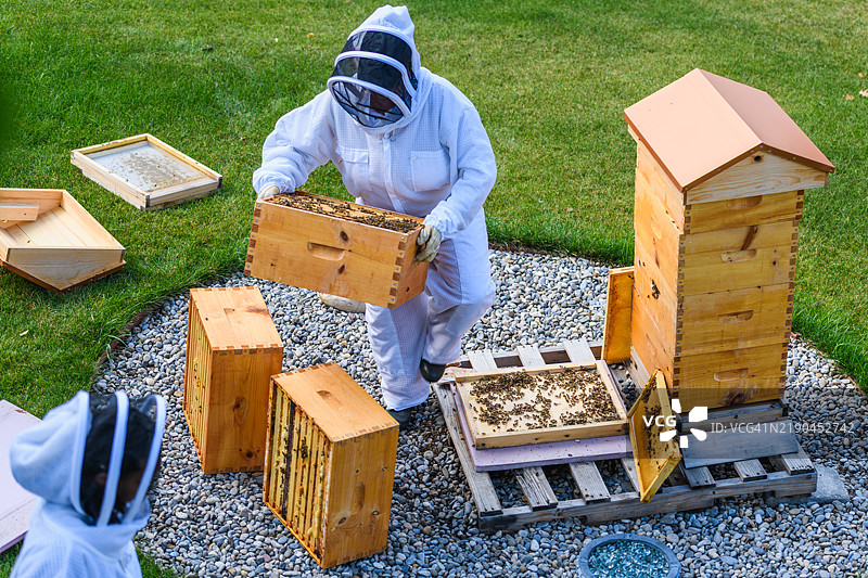 养蜂人从蜂巢中收获蜂蜜图片素材