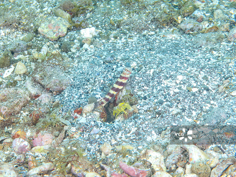 三者共存于沙地：华丽虾虎鱼（Amblyeleotris wheeleri）、 snapping shrimp（Alpheus sp.）和 Hirizohama 海滩，南伊豆，伊豆半岛，静冈县 - 2024。图片素材