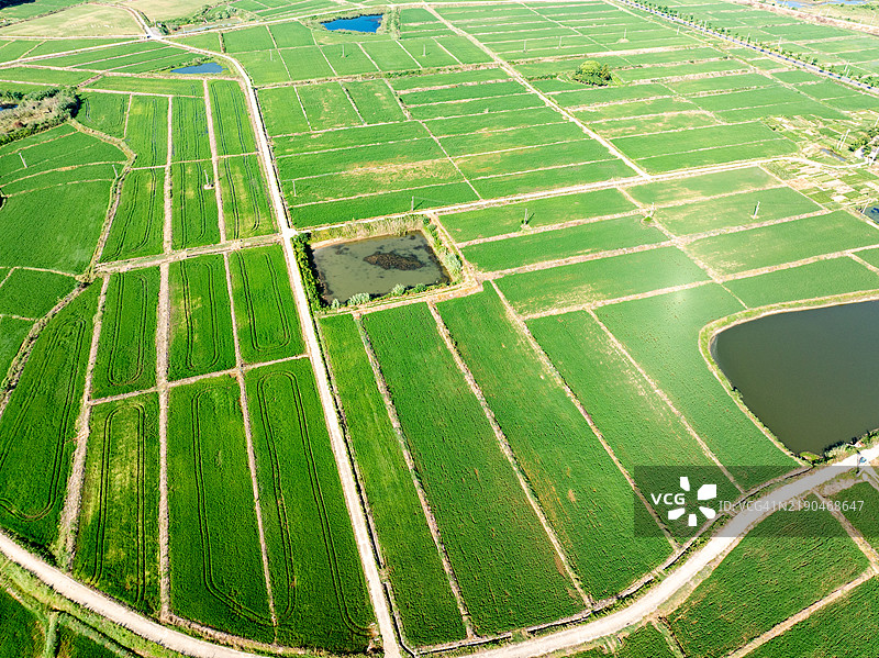 绿色农田的航拍照片图片素材