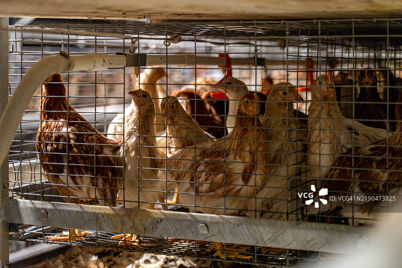 在机械化养鸡场中，鸡被饲养在黑暗的环境中图片素材