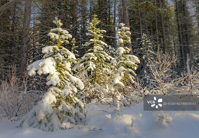 自然中的圣诞快乐图片素材