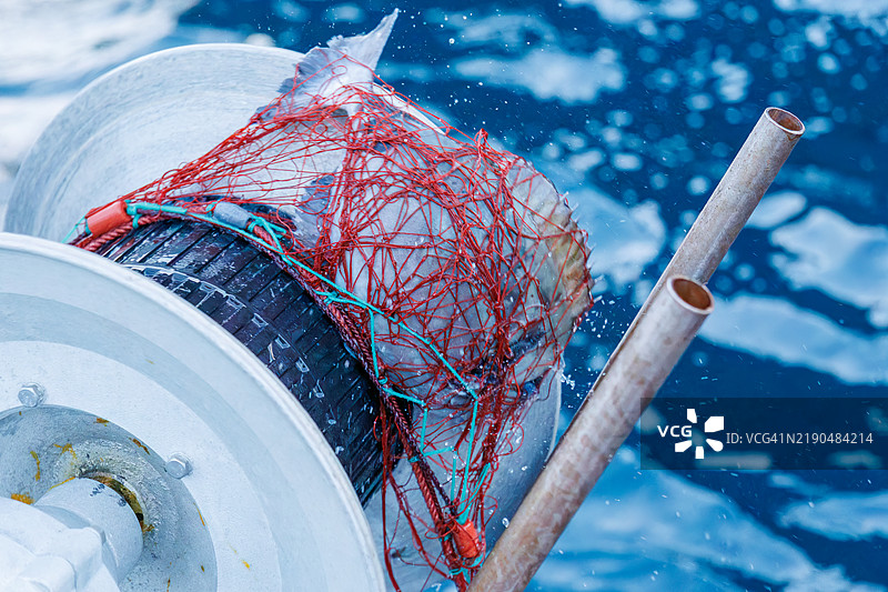 双鳍鲹,Prionurus scalprum。一位渔民请我为他拍照,我被允许陪他乘船用龙虾刺网捕鱼。图片素材