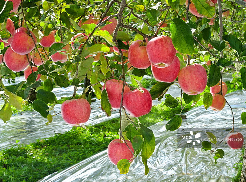 忠北，报恩郡，苹果图片素材