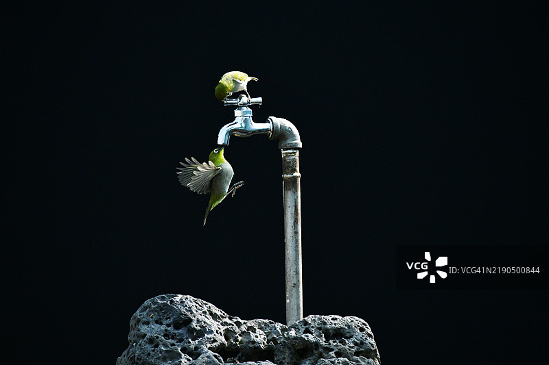 自来水、水源、水鸟、口渴、水图片素材