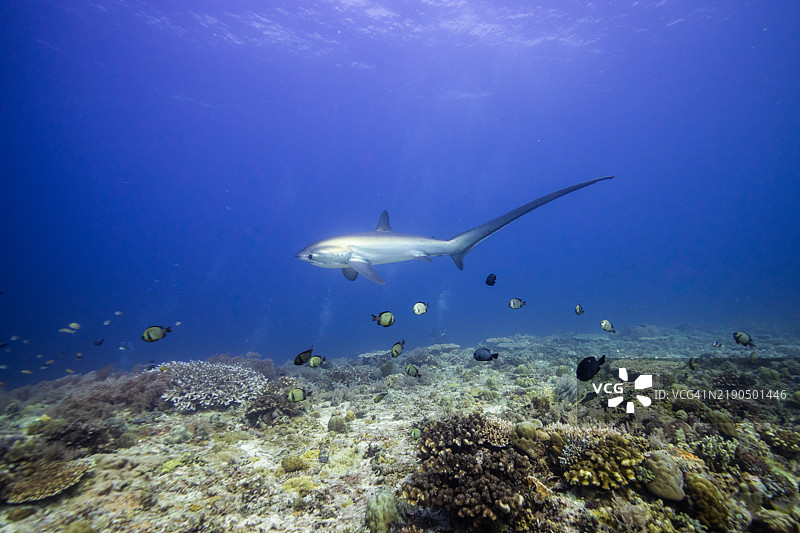 菲律宾，宿务，杜马盖地，菲律宾，宿务图片素材