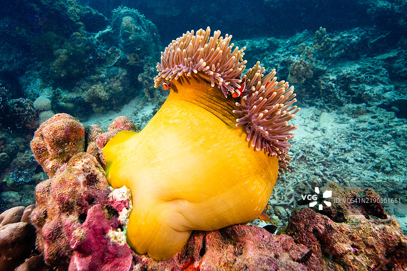 菲律宾，宿务，利洛安，尼莫，小丑海葵鱼图片素材