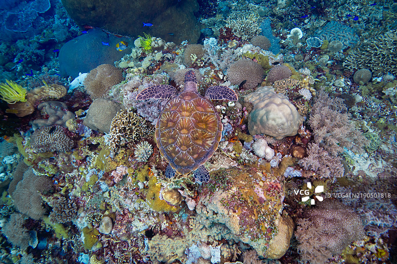 菲律宾，宿务，杜马盖地，菲律宾，宿务图片素材