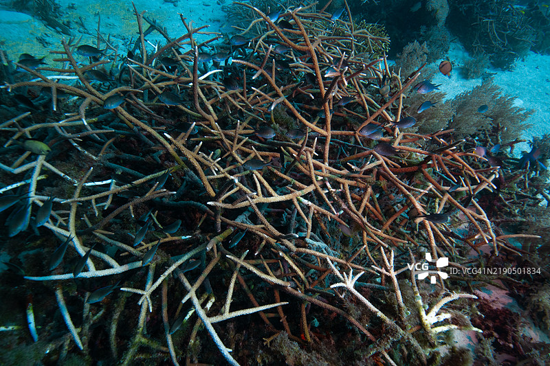 菲律宾，宿务，杜马盖地，菲律宾，宿务图片素材