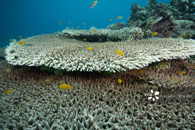 菲律宾，宿务，杜马盖地，菲律宾，宿务图片素材