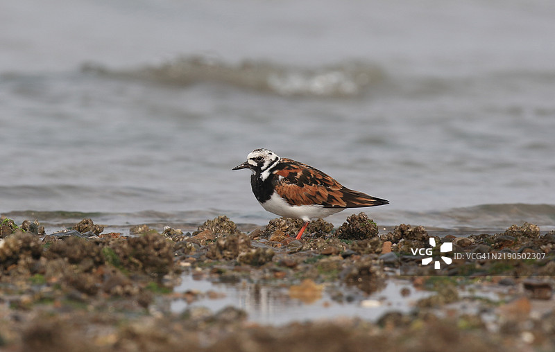红胸鹬图片素材