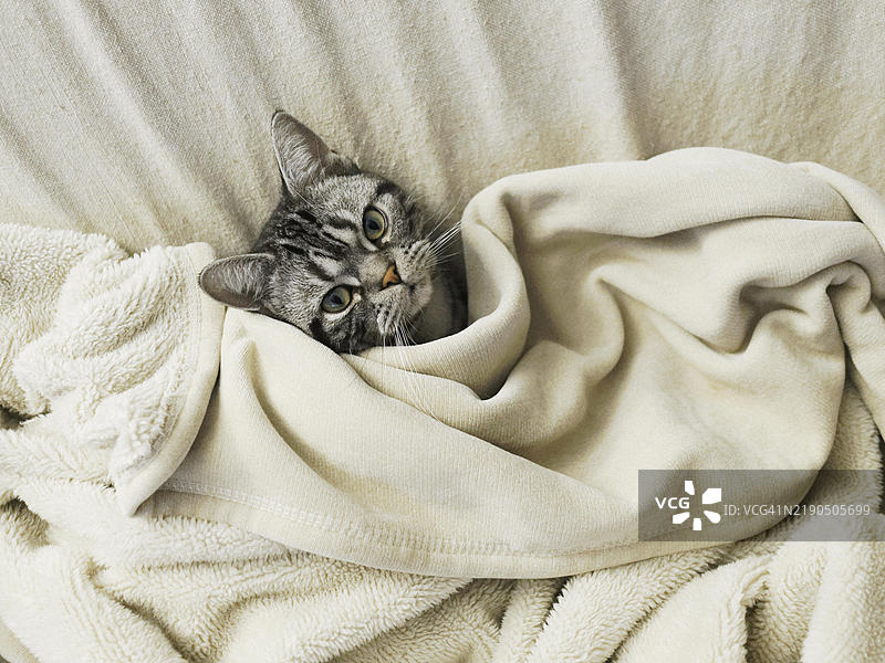毯子下的猫图片素材