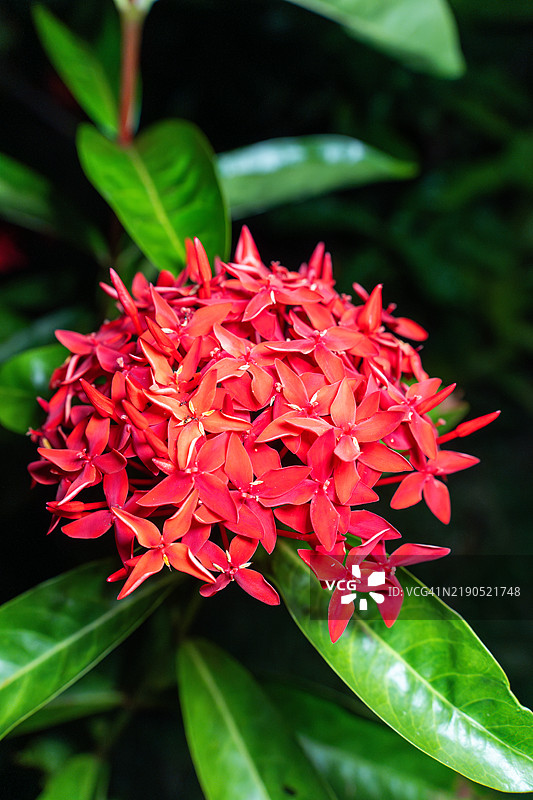泰国奥南盛开的红色九重葛花图片素材