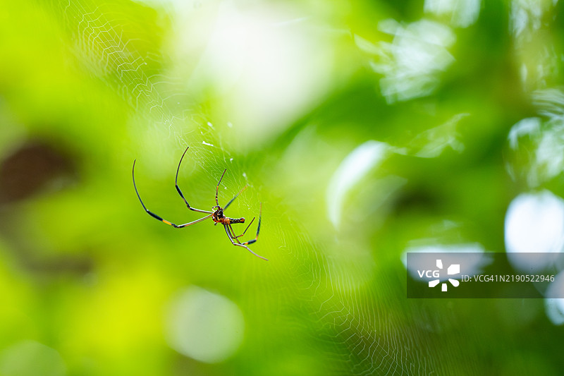 在泰国郁郁葱葱的绿叶中，蜘蛛正在编织它的网图片素材