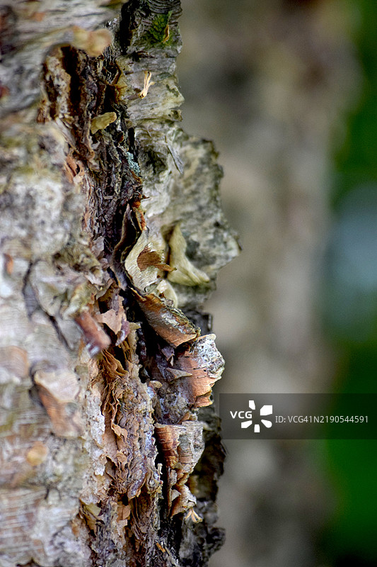 树皮特写图片素材