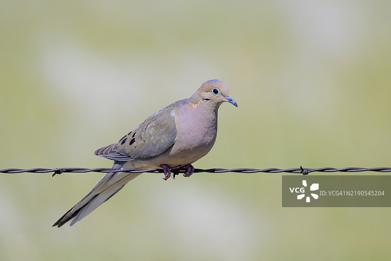 哀鸣鸽 (Zenaida macroura)图片素材