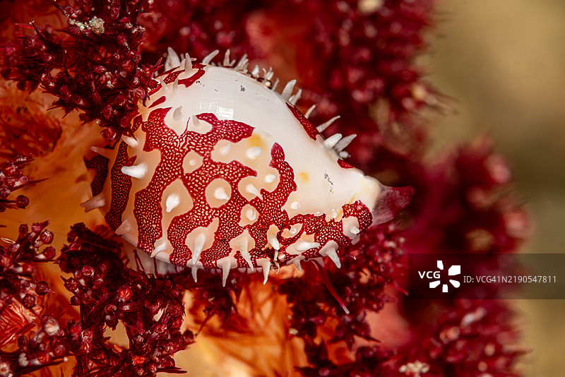 在印度尼西亚伦贝海的树枝软珊瑚中，带脊蛋牛螺Diminovula culmen图片素材