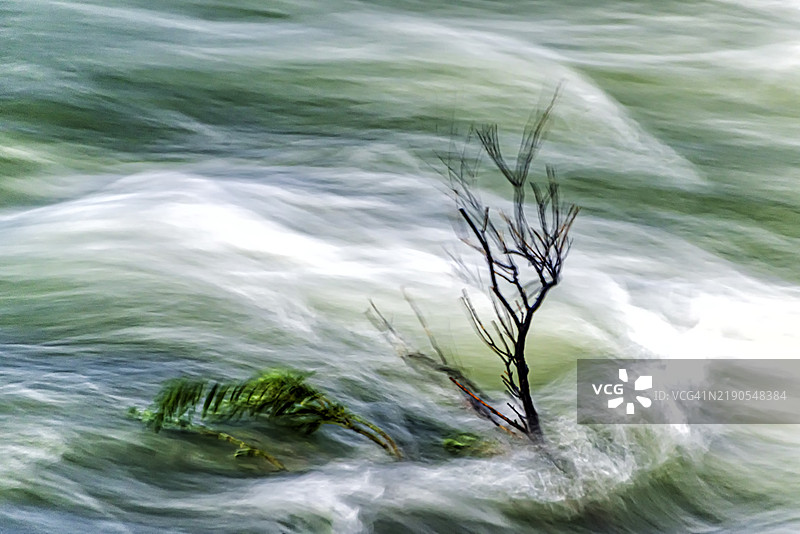 一棵小树在急流中坚定地屹立图片素材