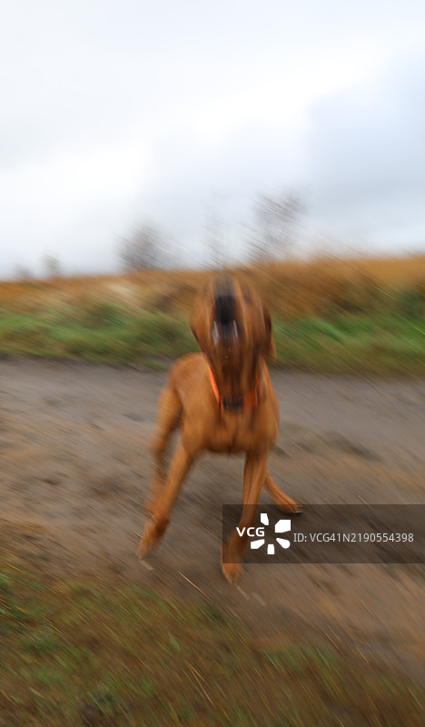 在户外运动模糊的棕色狗狗在吠叫。图片素材