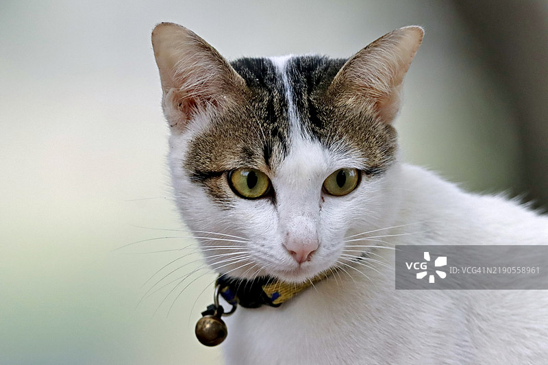 一只戴着铃铛项圈的白猫坐在房子外面。图片素材