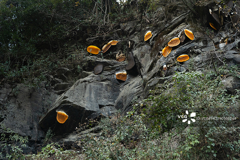 低角度拍摄的蜂窝挂在岩石山丘上。图片素材