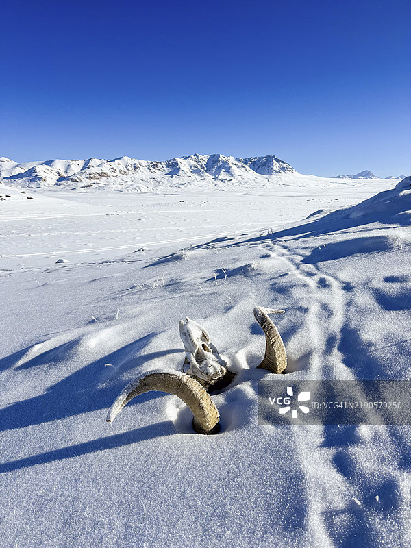 马可波罗羊(Ovis ammon polii)的头骨,帕米尔阿尔干羊,帕米尔野羊,帕米尔高原,塔吉克斯坦,戈尔诺-巴达赫尚省,中亚,亚洲图片素材