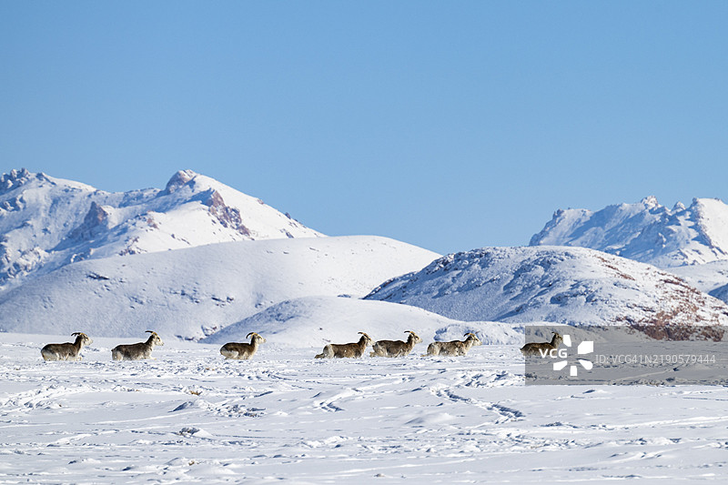 马可波罗羊(Ovis ammon polii)在雪地栖息地,帕米尔阿尔干羊,帕米尔野羊,帕米尔高原,塔吉克斯坦,戈尔诺-巴达赫尚省,中亚,亚洲图片素材