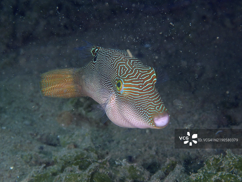 有趣花纹的鱼，彼得刺鱼（Canthigaster petersii），在黑暗水域中游动，潜水地点秘密湾，吉利马努克，巴厘岛，印度尼西亚，亚洲图片素材