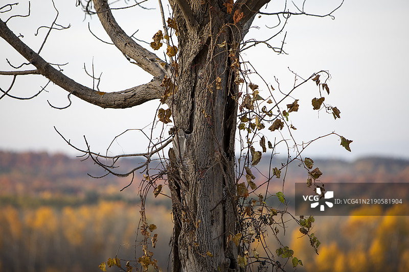 秋天的阶段图片素材