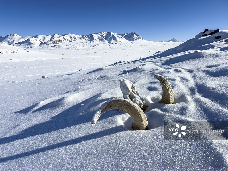 马可波罗羊(Ovis ammon polii)的头骨,帕米尔阿尔干羊,帕米尔野羊,帕米尔高原,塔吉克斯坦,戈尔诺-巴达赫尚省,中亚,亚洲图片素材