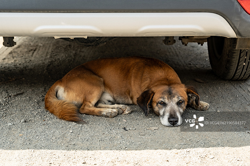 悲伤的狗在车辆下寻求庇护休息图片素材