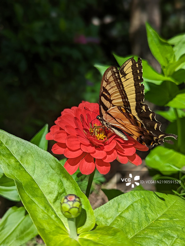 东部虎燕尾蝶在红色百日草上觅食，宾夕法尼亚州，阿勒格尼县，美国图片素材