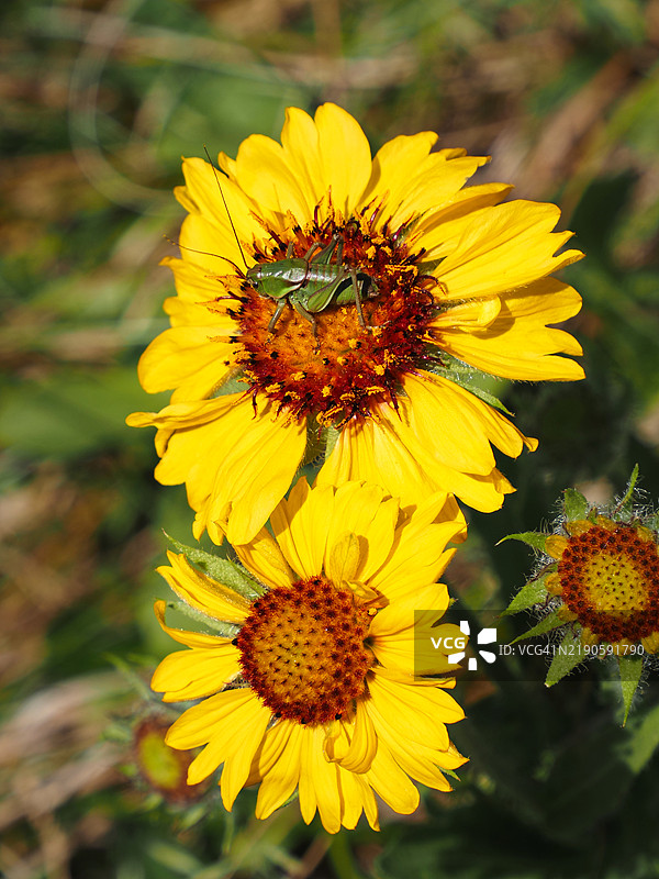 昆虫在黄色花朵上的特写，蒙大拿州，美国图片素材