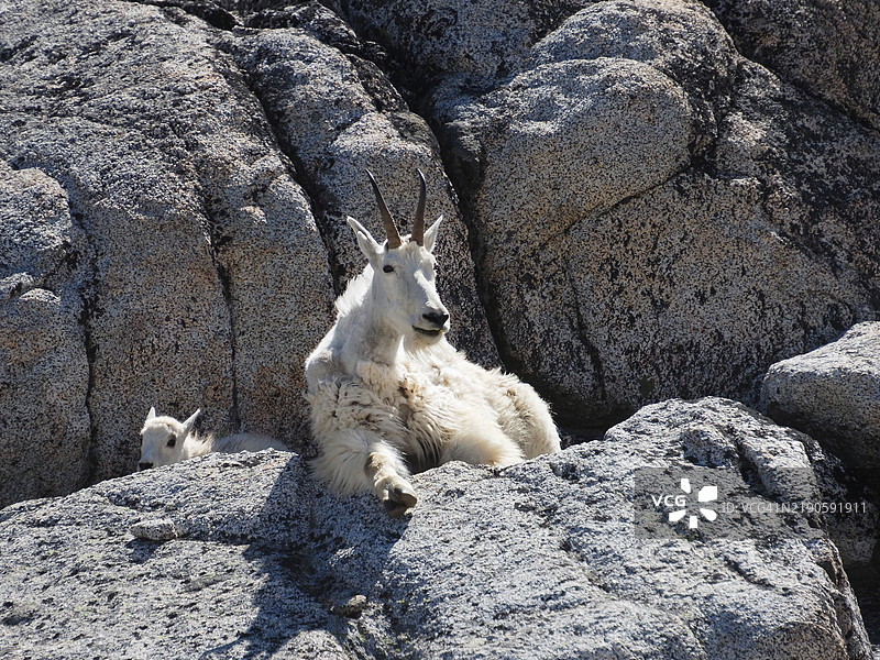 坐在岩石上的狼的肖像，华盛顿州利文沃斯，美国图片素材