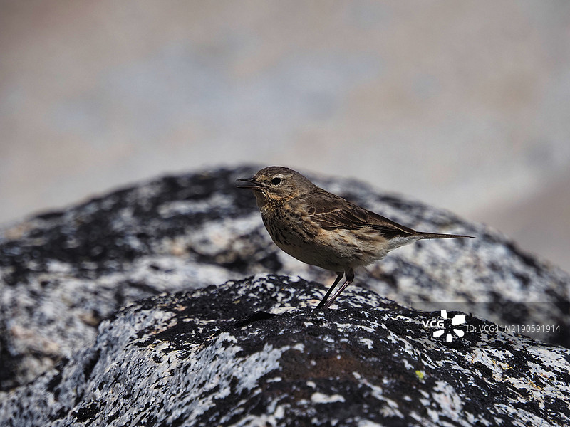 岩石上的鸣禽特写，华盛顿州利文沃斯，美国图片素材