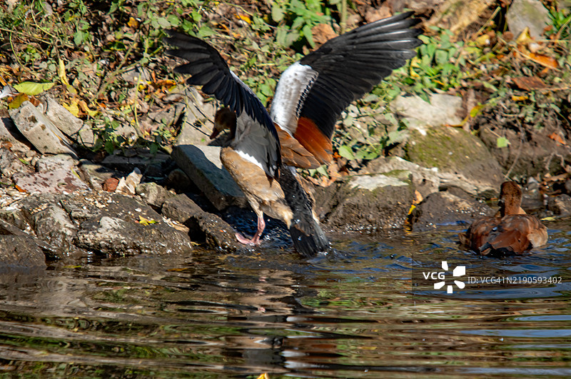 鸟儿在湖面上空飞翔的高角度视图图片素材