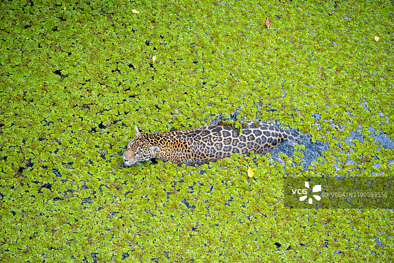 一只美洲豹在巴西的潘塔纳尔热带雨林中行走图片素材