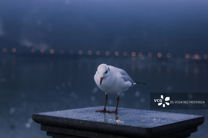 夜晚海边，海鸥栖息在栏杆上的特写镜头图片素材