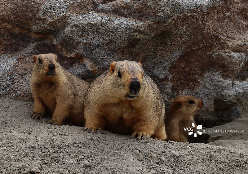 岩石上的海豹特写图片素材