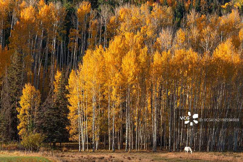 秋天的森林中的树木，科罗拉多州特柳赖德，美国图片素材