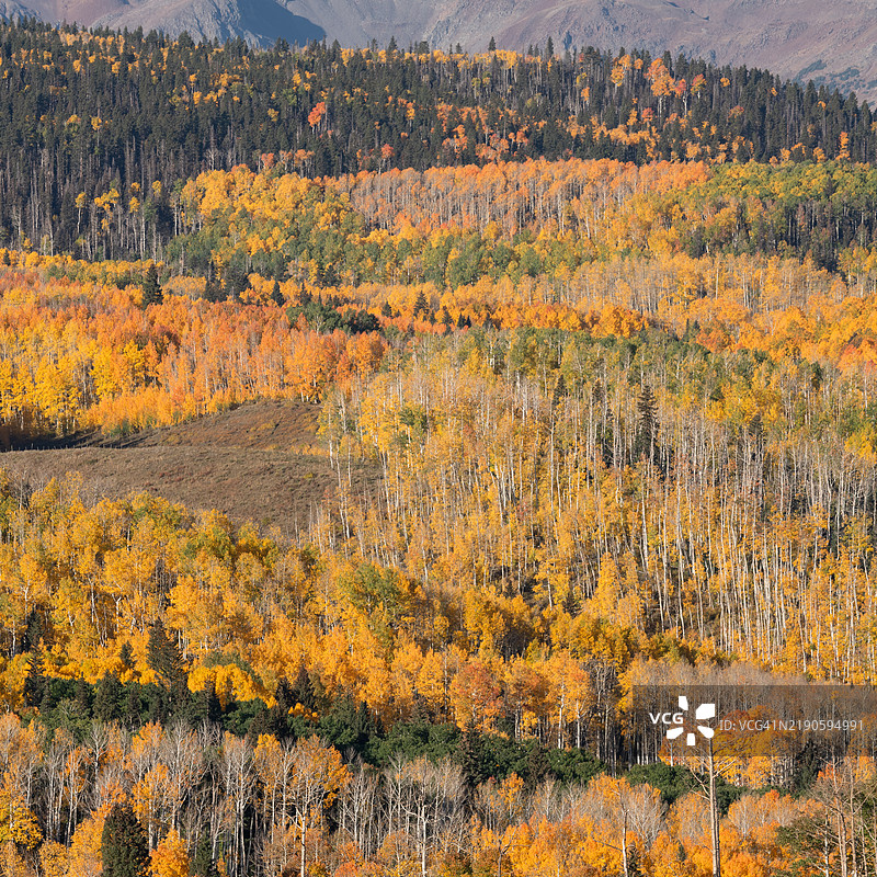 科罗拉多州特柳赖德的秋季森林全景树木图片素材