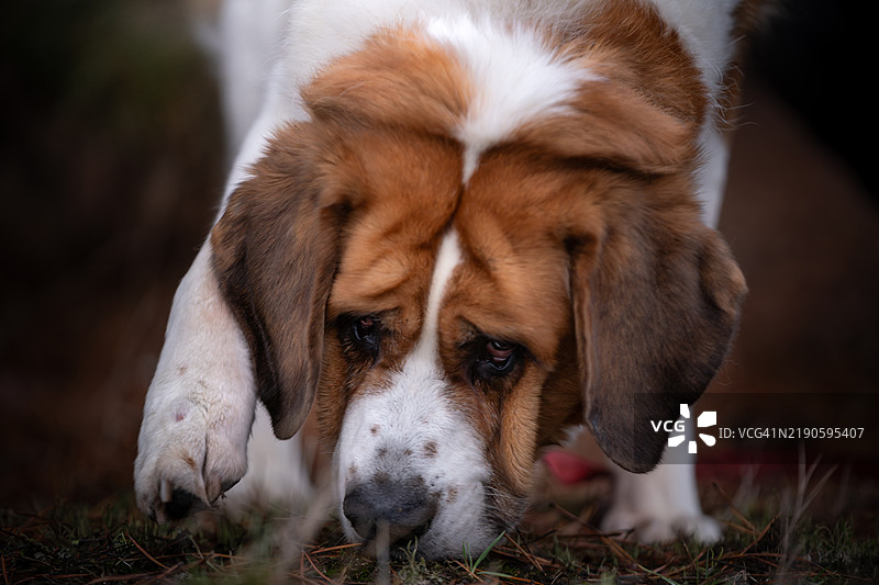 圣伯纳犬的肖像图片素材