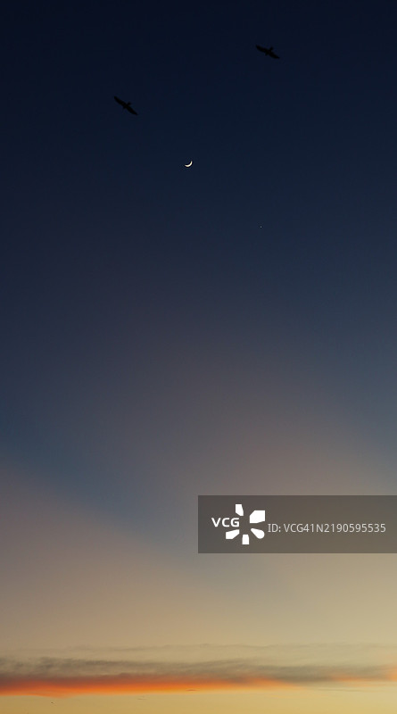 低角度视图下鸟类剪影在晴朗天空中飞翔图片素材