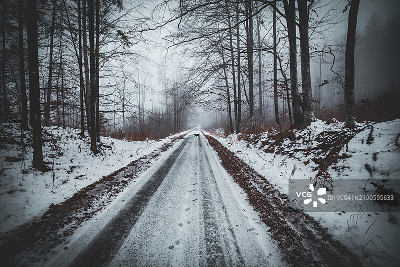 冬季森林中树木间的空旷道路图片素材