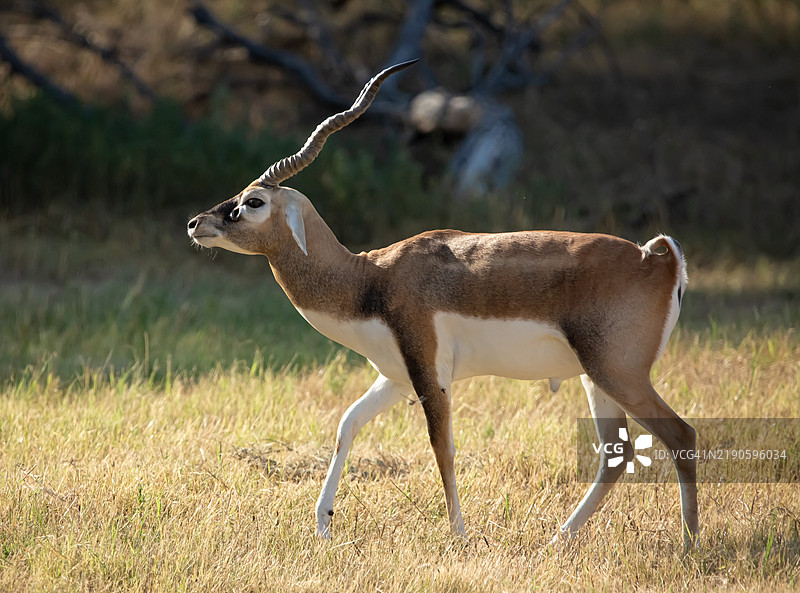 侧面视角的鹿站在田野上，美国图片素材