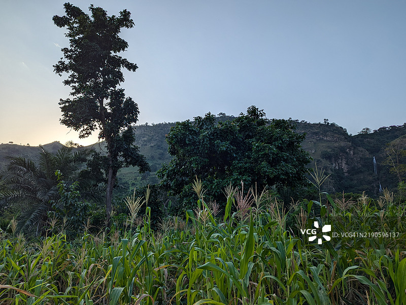 田野上的树木与晴朗的天空图片素材