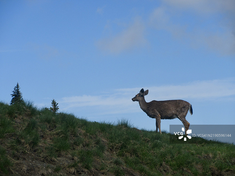 侧面视角的鹿在田野上站立，背景是天空，华盛顿州，美国图片素材