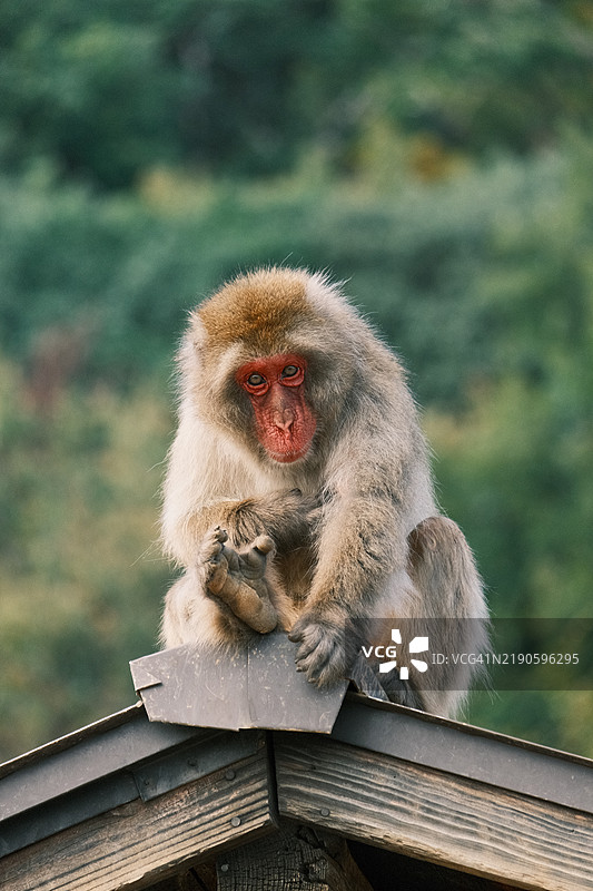 京都，日本，坐在栏杆上的日本猕猴特写图片素材